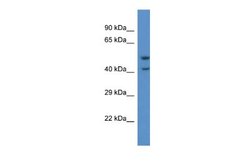 GPR103 Rabbit anti-Human, Polyclonal, Novus Biologicals 0.1 mL | Buy Online | Novus Biologicals | Fisher Scientific